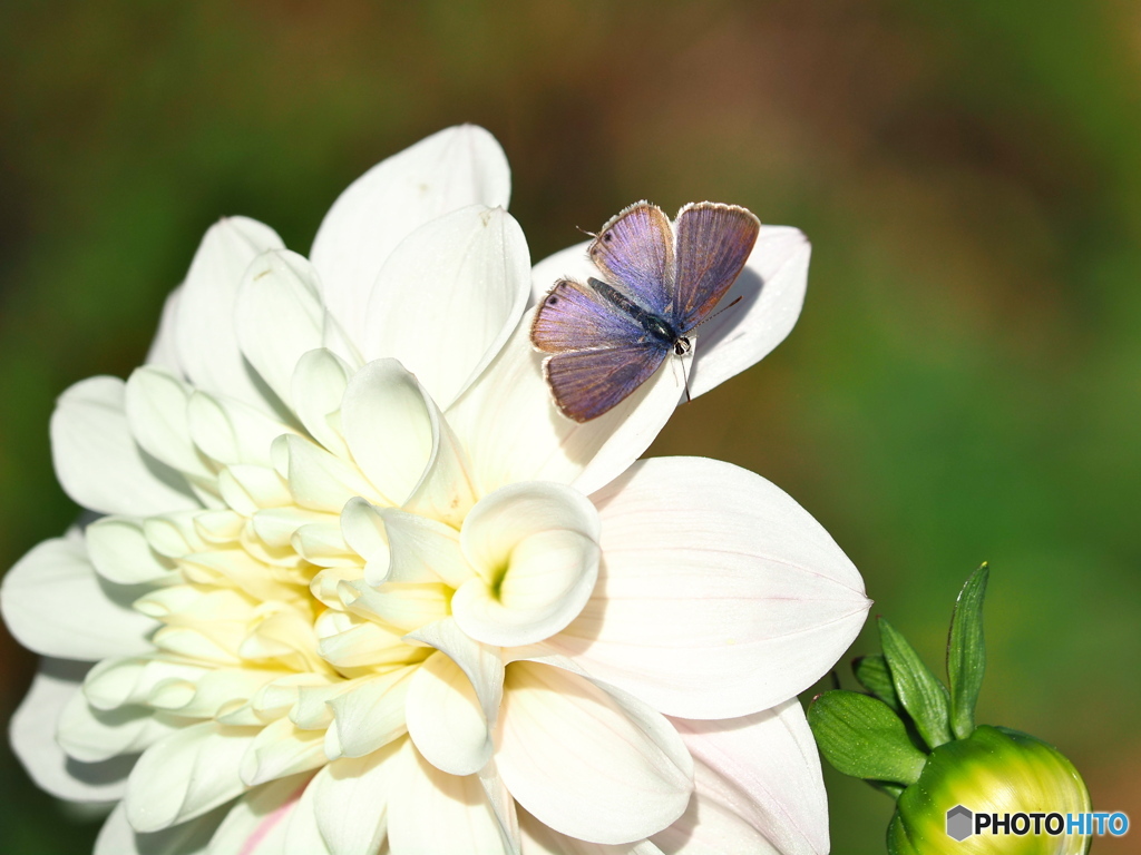ダリアにウラナミシジミ