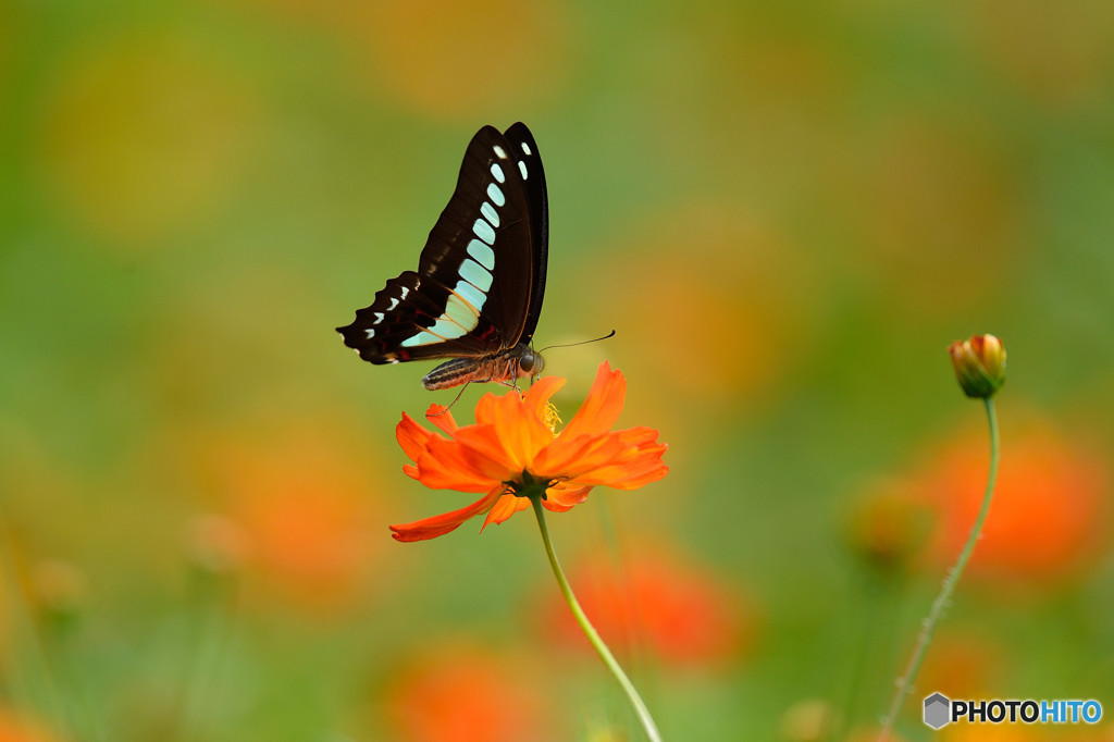 キバナコスモス畑のアオスジアゲハ
