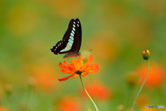 キバナコスモス畑のアオスジアゲハ