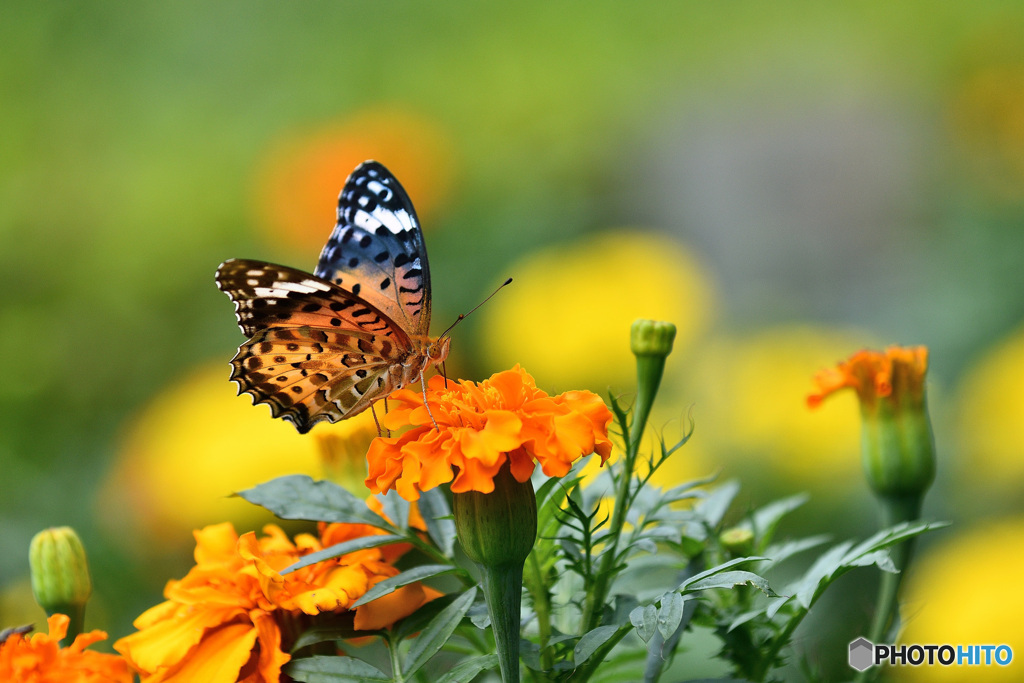 マリーゴールドとツマグロヒョウモン