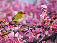 河津桜とメジロ