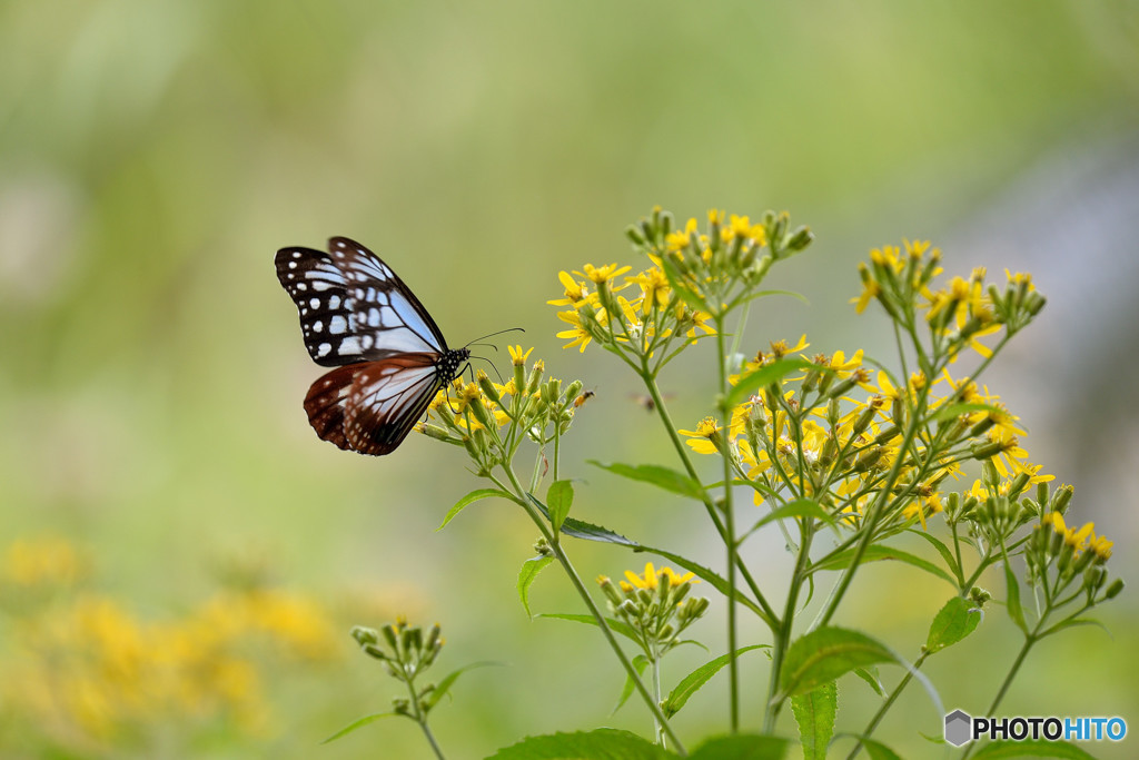 キオンにアサギマダラ