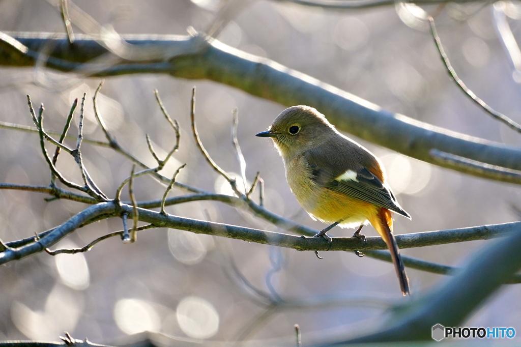 木洩れ日の中でⅢ