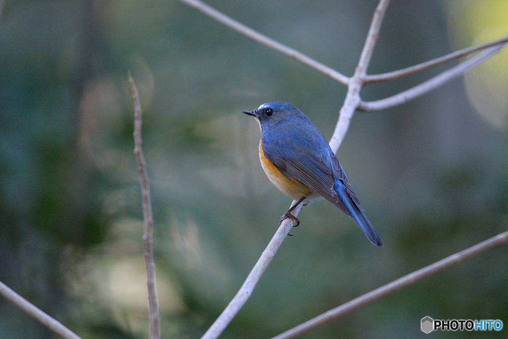 瑠璃色の貴公子