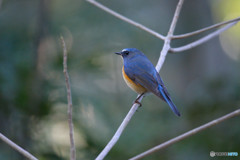 瑠璃色の貴公子