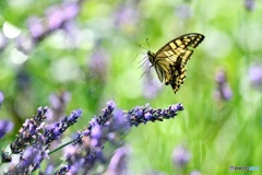 キアゲハの飛翔