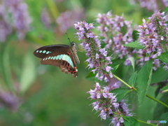 アガスターシェにアオスジアゲハ