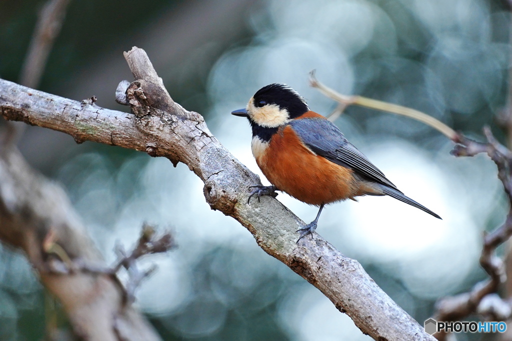 元気なヤマガラさん