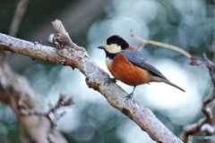 元気なヤマガラさん