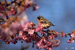 河津桜にアトリ