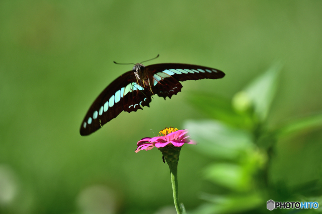 FLYING