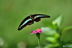 FLYING