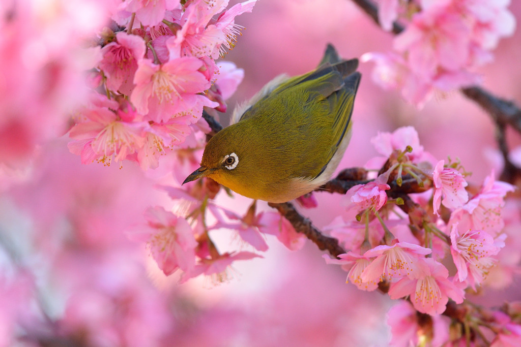 春彩