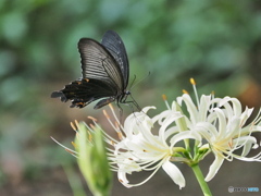 白花曼珠沙華に