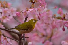 桜色に染まる