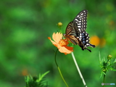 キバナコスモスとアゲハチョウ