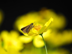 キバナコスモスとチャバネセセリ