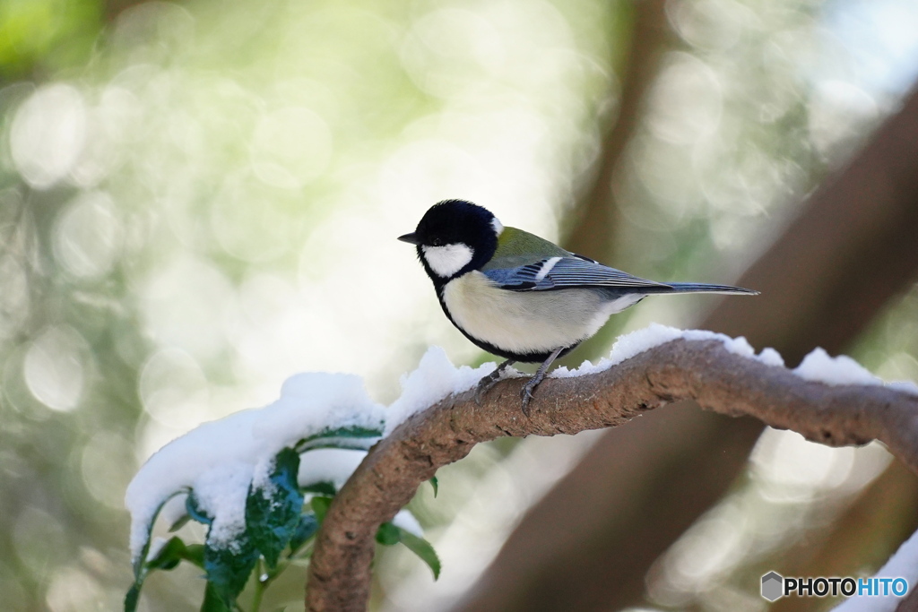 厳冬期のシジュウカラ