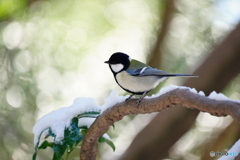 厳冬期のシジュウカラ