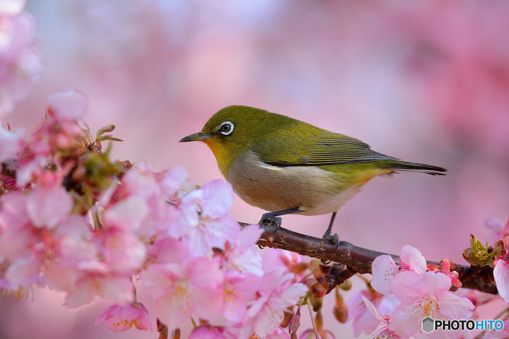 河津桜に