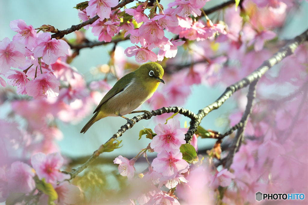 春の息吹