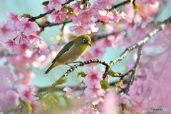 春の息吹