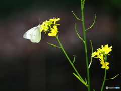 菜の花に