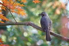 モミジにヒヨドリ