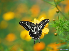 P9293481