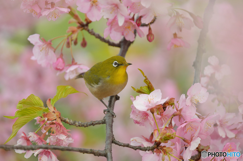 河津桜満開