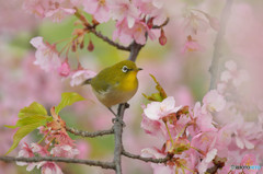 河津桜満開