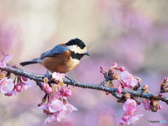 河津桜にヤマガラ