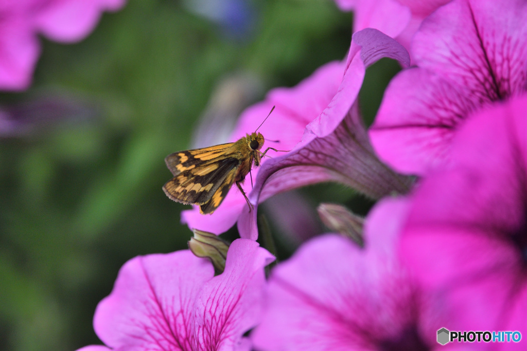 ペチュニアにキマダラセセリ