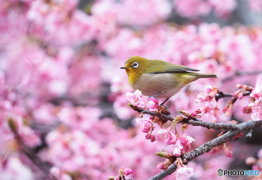 河津桜とメジロ