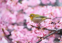 河津桜とメジロ