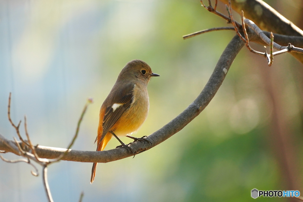 可愛いジョビ子さん