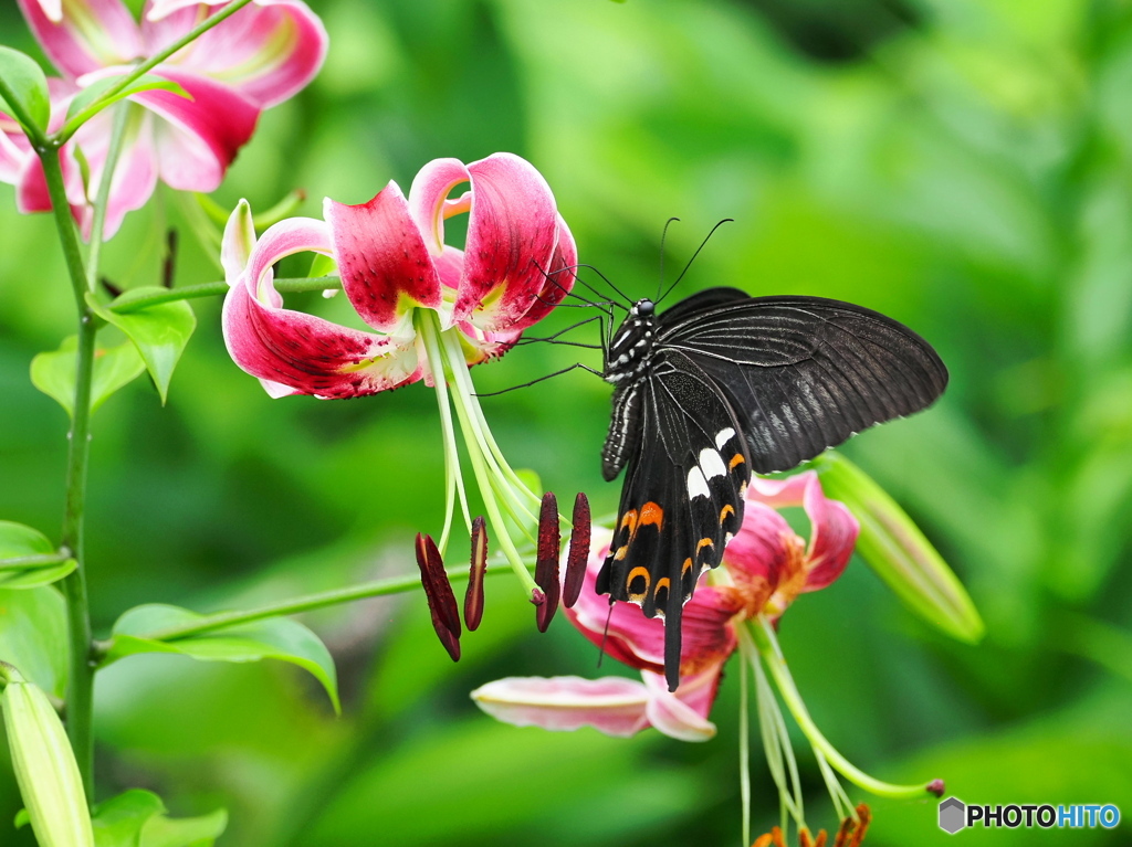 鹿の子百合にモンキアゲハ