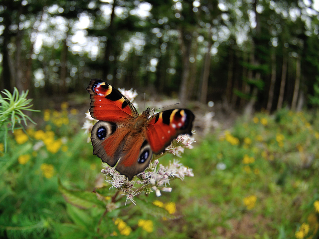 ヨツバヒヨドリにクジャクチョウ