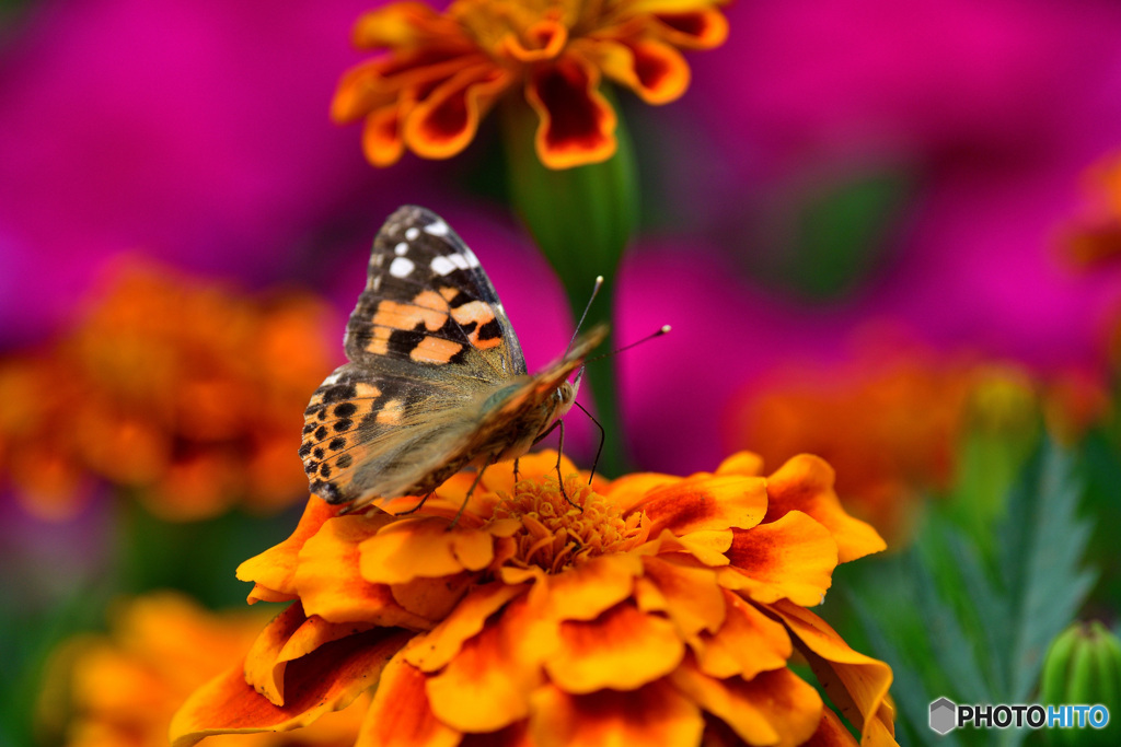 マリーゴールドとヒメアカタテハ