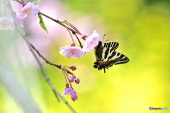 枝垂桜にギフチョウ