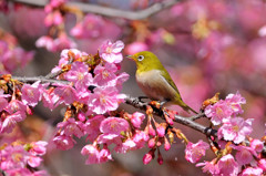 春めく