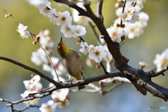 春の足音