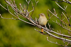 2月のジョウビタキ