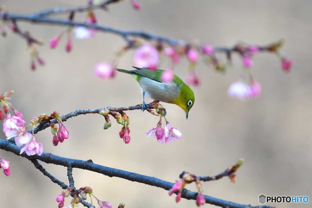 春めく