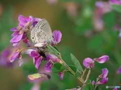 萩の花にクロマダラソテツシジミ 萩の花にクロマダラソテツシジミ