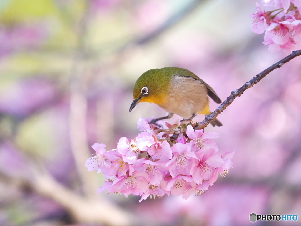 河津桜にメジロ