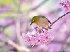 河津桜にメジロ