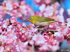 春爛漫