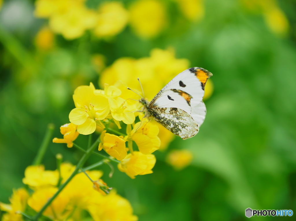 菜の花畑のツマキチョウ