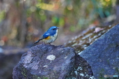 ゆるやかな時間